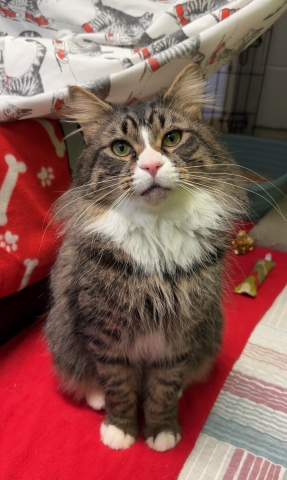 Titus, Domestic Long Hair, Brown Tabby w/ White, Neutered Male, Approx. 3 years old